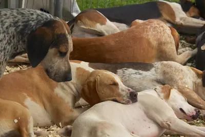 Foxhound anglais — photo de la race