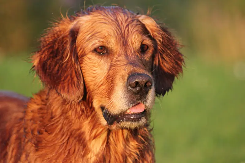 Golden retriever — At Sticker Lumis Golden