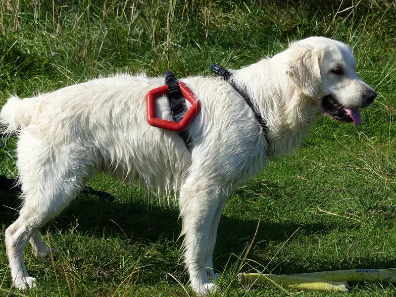 Golden retriever — Golden sauvetage eau