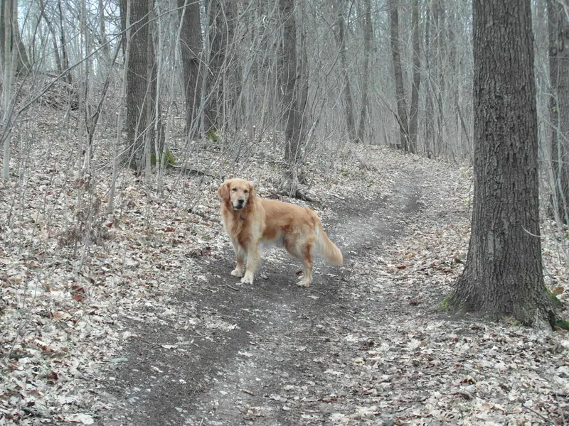 Golden retriever — A Golden Retriever (Barras)