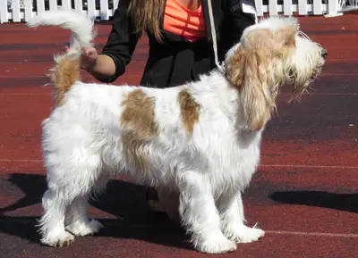 Grand basset griffon vendéen — photo de la race