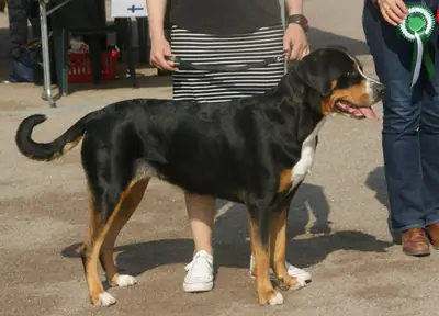 Grand bouvier suisse — photo de la race