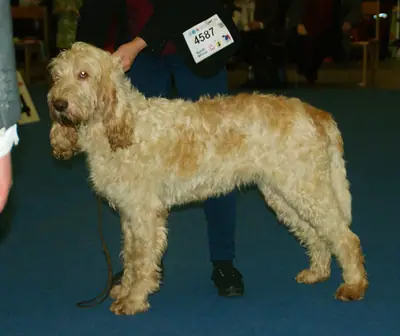 Grand griffon vendéen — photo de la race