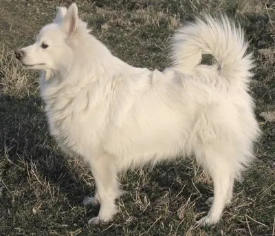 Grand spitz — photo de la race
