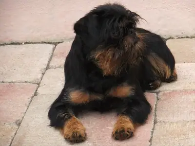 Griffon belge — photo de la race