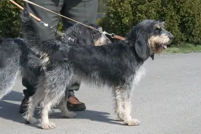 Griffon bleu de Gascogne — photo de la race