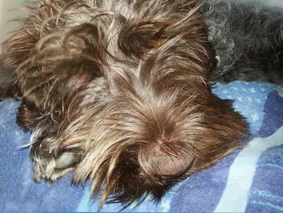 Griffon d'arrêt à poil dur Korthals — photo de la race