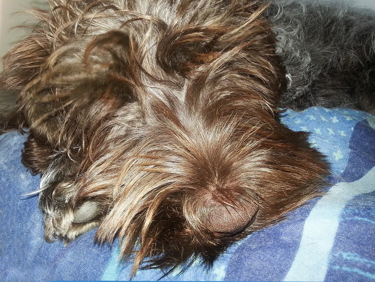 Griffon d'arrêt à poil dur Korthals adulte, photographié en extérieur