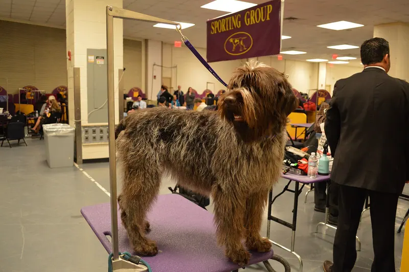 Griffon d'arrêt à poil dur Korthals — Wirehaired Pointing Griffon - GCH Glacier's Gertie Queen Of Spades (16418078089)