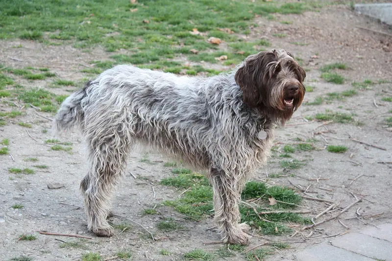 Griffon d'arrêt à poil dur Korthals — Griffon dog