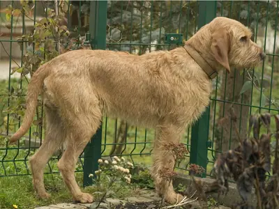 Griffon fauve de Bretagne — photo de la race