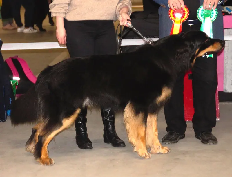 Hovawart — Hovawart-black&tan3