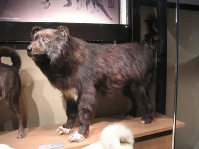 Husky de Sakhaline