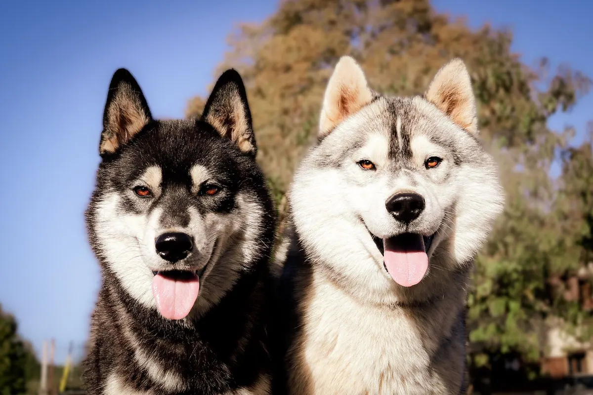 Husky de Sibérie adulte, photographié en extérieur