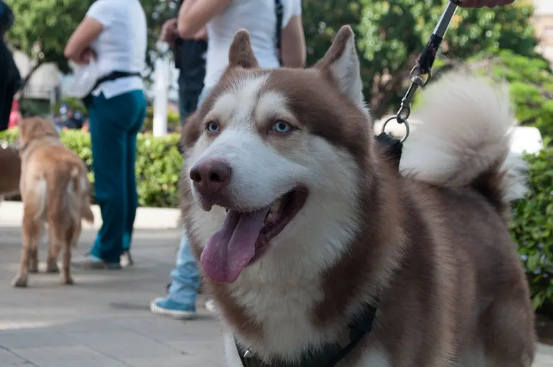 Husky de Sibérie — Caminata por los perros y animales Maracaibo 2012 (27)
