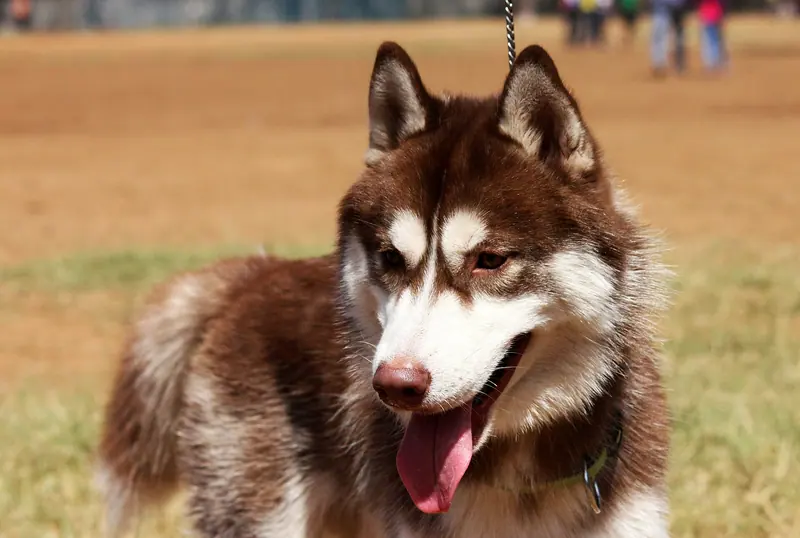 Husky de Sibérie — 3217-siberian-husky-dog (20314366700)