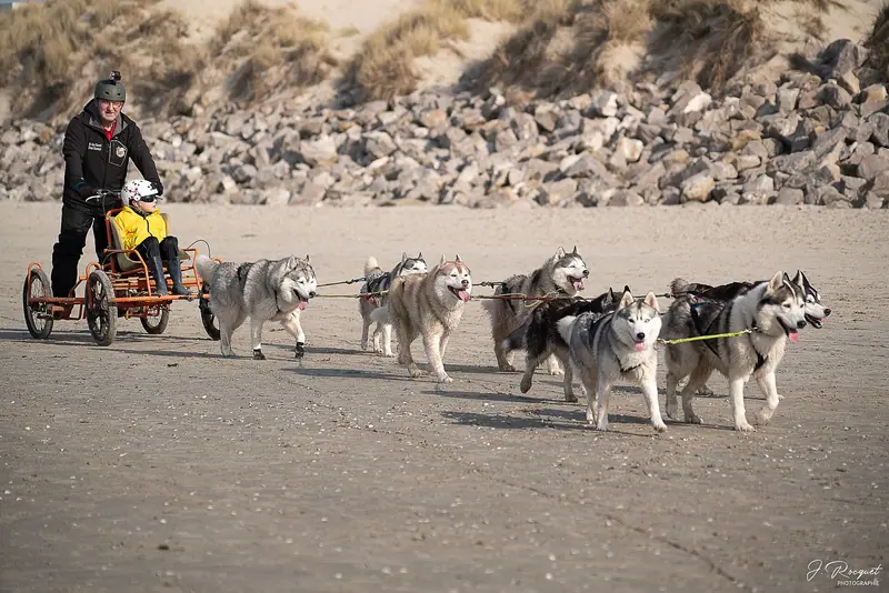 Husky de Sibérie — Camiers Chiens de traîneau