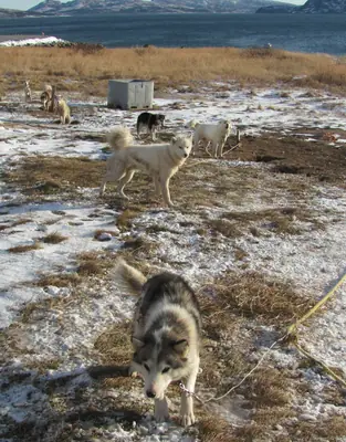 Husky labrador