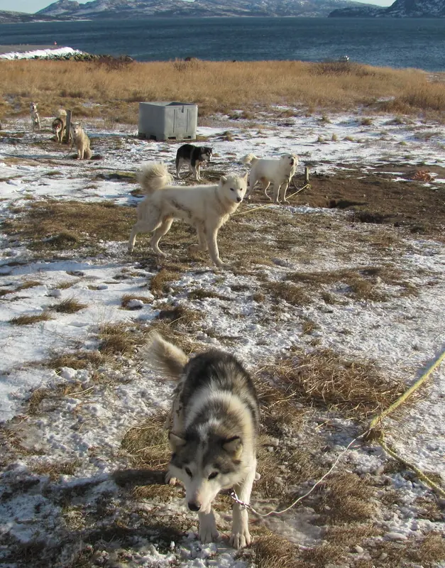 Husky labrador adulte, photographié en extérieur