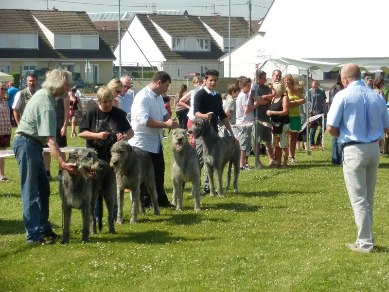 Irish wolfhound — Expo Lillers