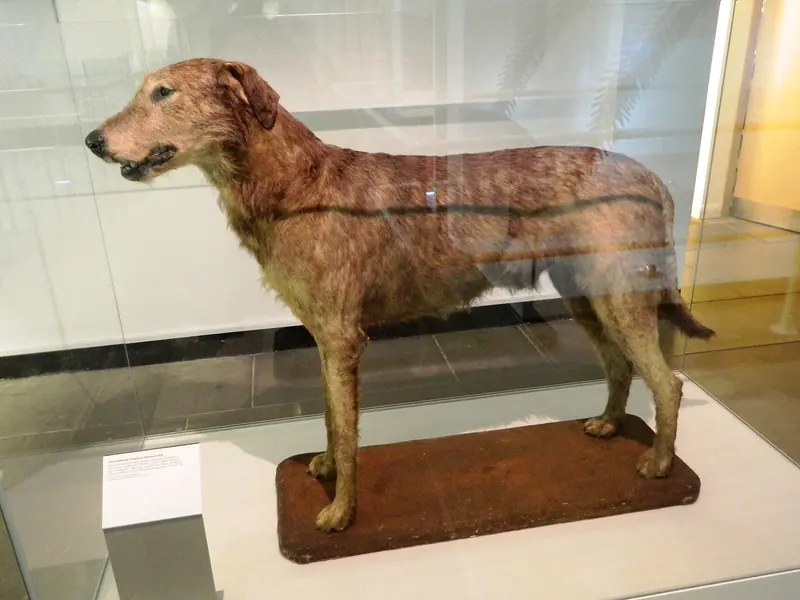 Irish wolfhound — Irish Wolfhound - Ulster Museum