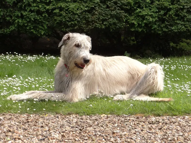 Irish wolfhound — J.K. Rowling of Kirld Ground Castle 02