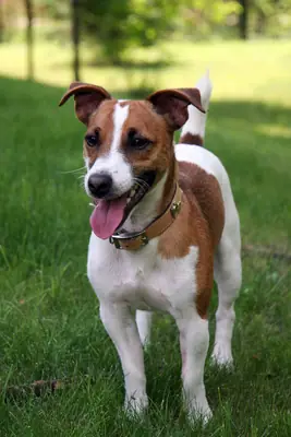 Jack Russell terrier — photo de la race