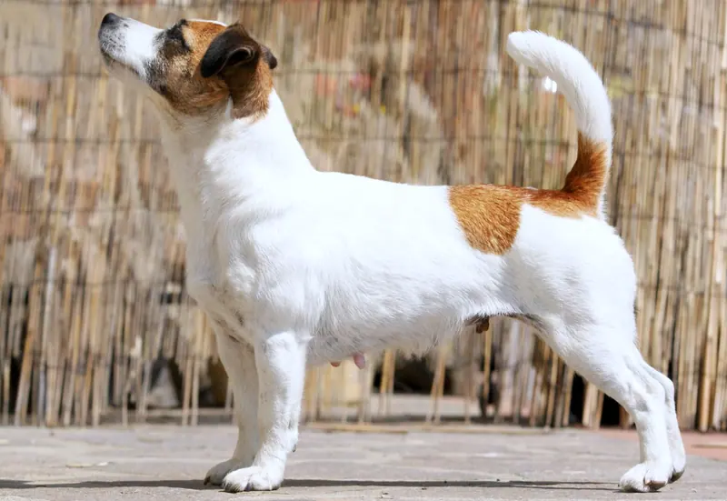 Jack Russell terrier — Favolosa Fortuna Diamante Violetta Jack 1