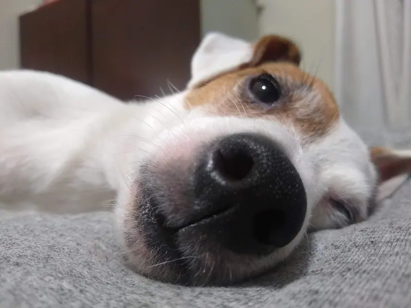 Jack Russell terrier — Bolt, Jack Russell