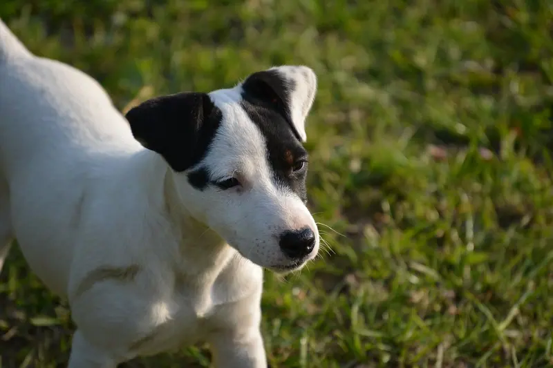 Jack Russell terrier — Chien Jack Russell terrier (03)