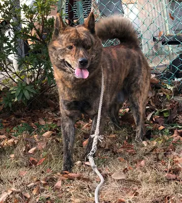 Kai — photo de la race