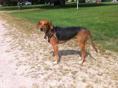 Kerry beagle — photo de la race