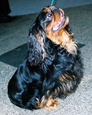 King Charles Spaniel — photo de la race