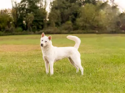 Kishu — photo de la race
