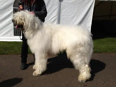Komondor — photo de la race