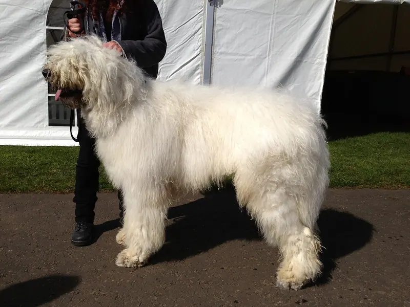 Komondor adulte, photographié en extérieur