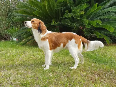 Kooikerhondje — photo de la race