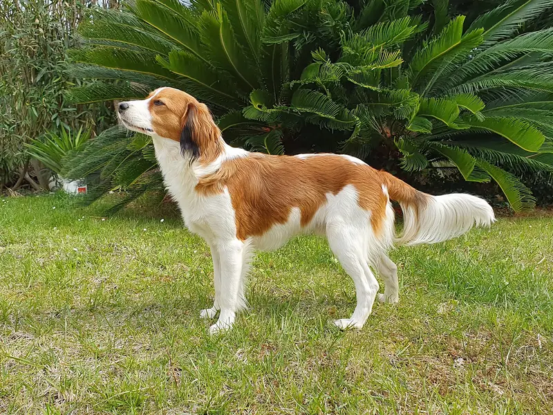 Kooikerhondje adulte, photographié en extérieur