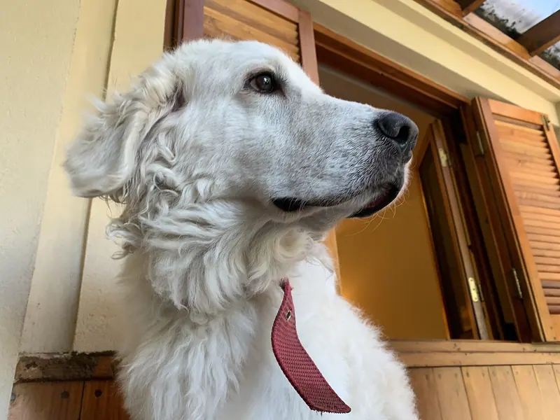 Kuvasz adulte, photographié en extérieur