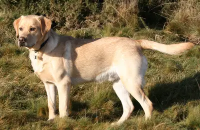 Labrador retriever — photo de la race