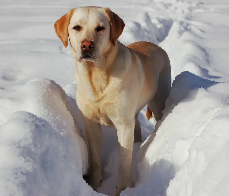 Labrador retriever — Labrador Retriever snow