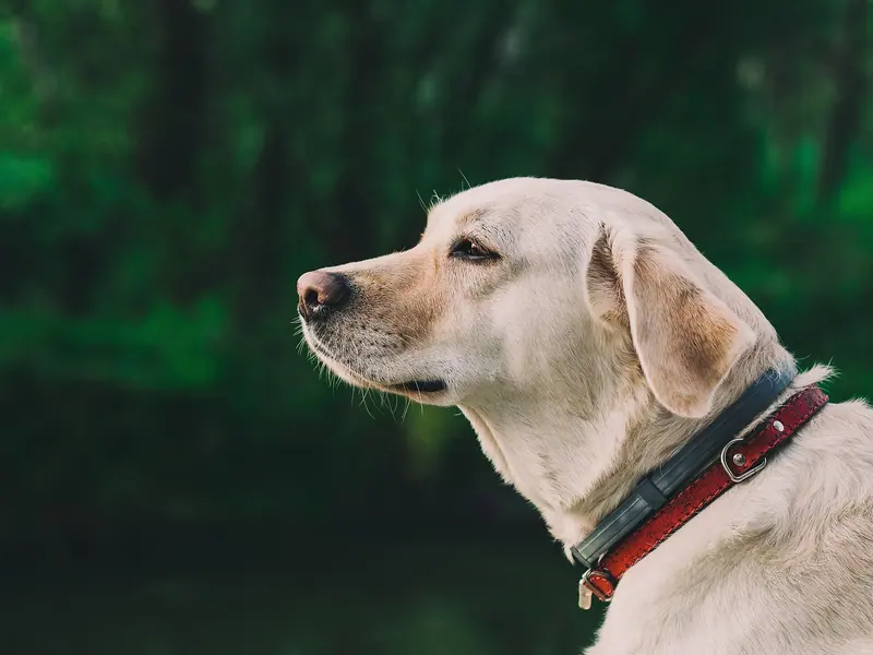 Labrador retriever — Pixella15815 (23697080864)