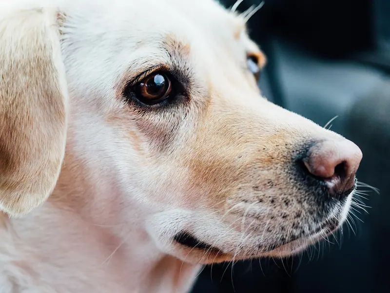 Labrador retriever — Pixella15468 (23697956983)