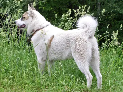 Laïka de Sibérie occidentale — photo de la race