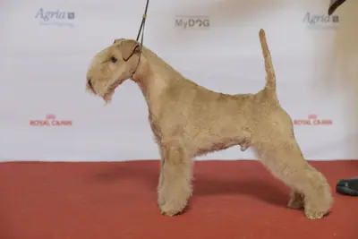 Lakeland Terrier — photo de la race
