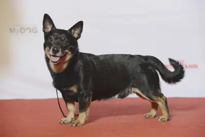 Lancashire Heeler — photo de la race