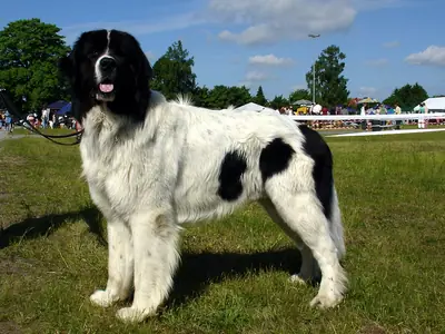 Landseer — photo de la race