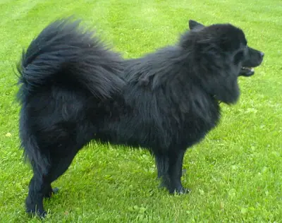 Lapphund suédois — photo de la race