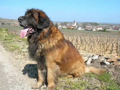 Leonberg — photo de la race