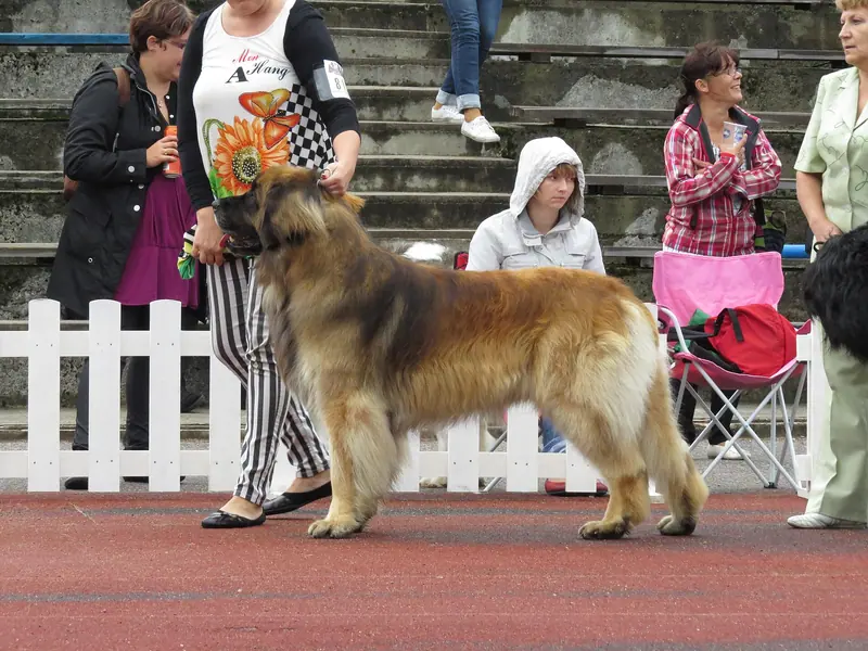 Leonberg — Leonberger (full)
